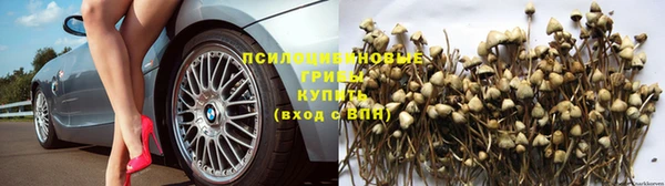 ПСИЛОЦИБИНОВЫЕ ГРИБЫ Абаза